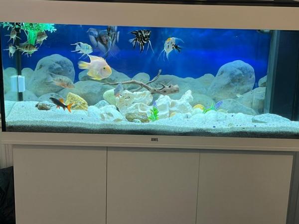Image 5 of full fish tank for sale
