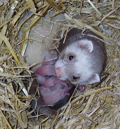Image 4 of Ready To Collect,Baby Ferrets For Sale,Hobs and Jill's Avail