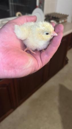 Image 2 of Takeing pre orders for day old large foul light sussex chick