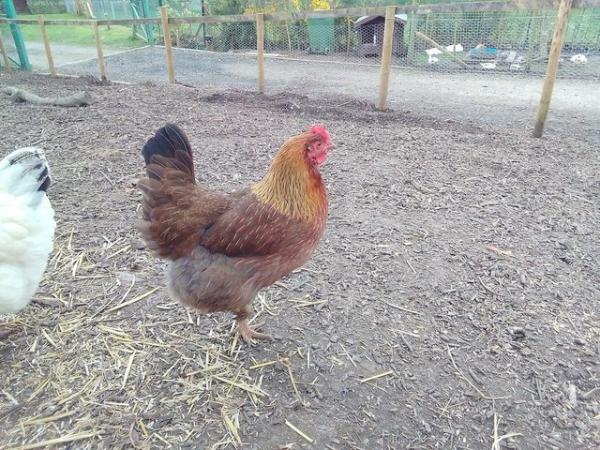 Image 3 of Point of lay / laying hens