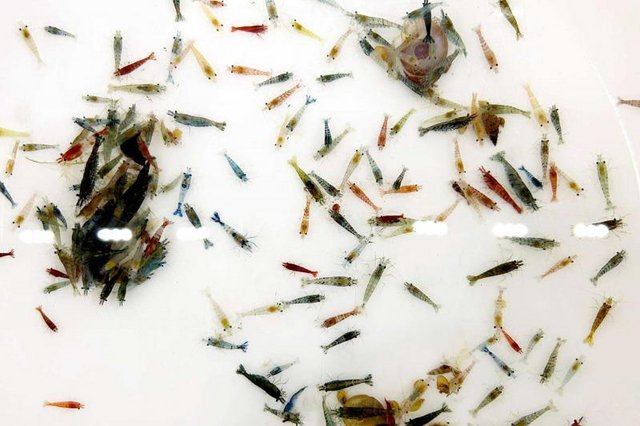 Image 2 of Aquarium Neocaridina shrimp (over 20 in each bag)