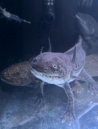 Image 11 of 2 year old Male axolotls available- various colours.