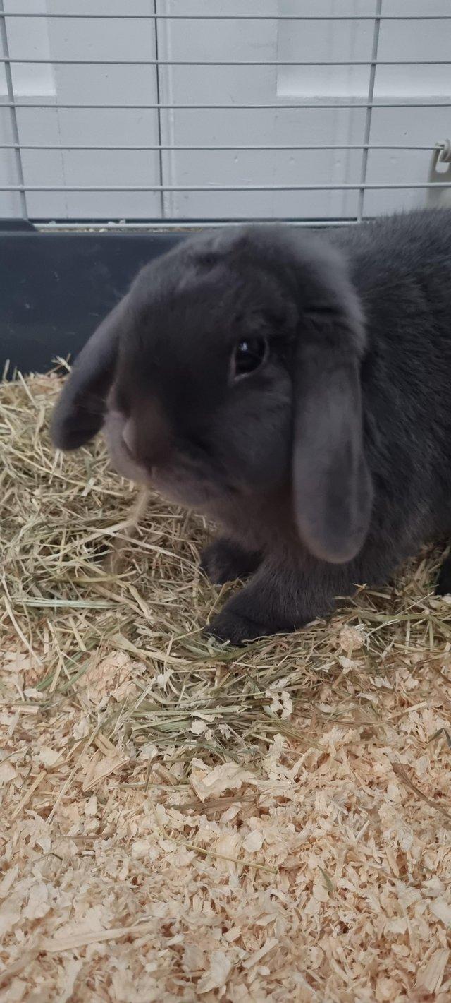 Preview of the first image of Dwarf lop female rabbit for sale.
