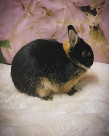 Image 1 of Baby mini lop and 10month old netherland dwarf