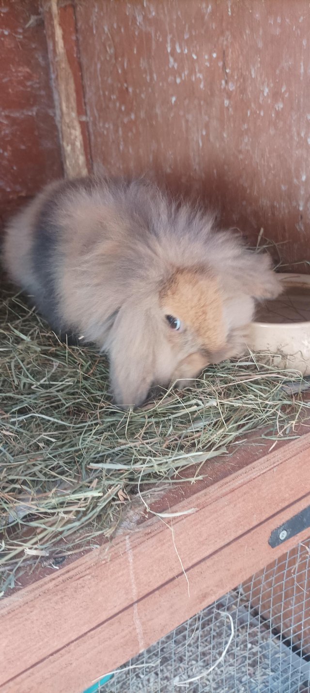Preview of the first image of 10 weeks old female lionhead x lop.