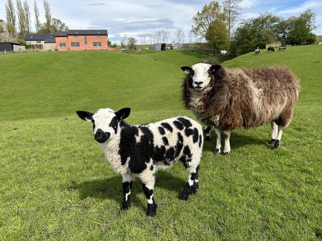 Preview of the first image of Grade 4 Dutch Spotted ewe with twin tup lambs.