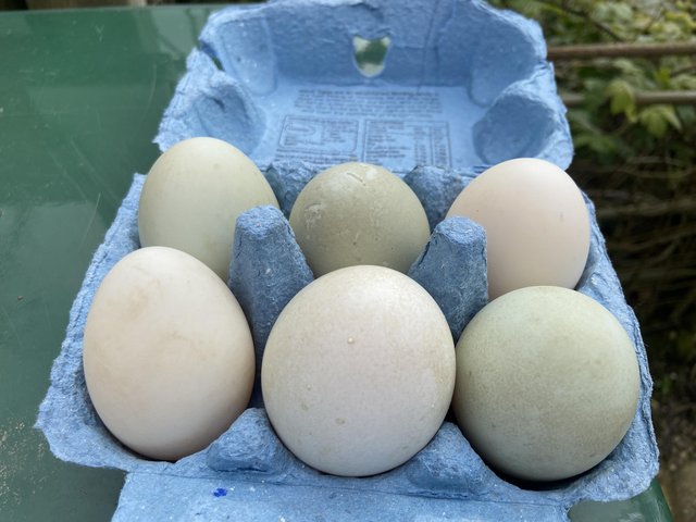 Preview of the first image of Fertile Campbell cross duck eggs for sale.