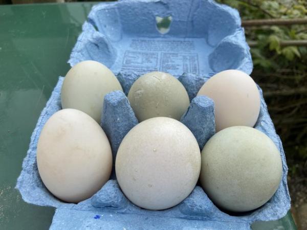 Image 1 of Fertile duck eggs for sale
