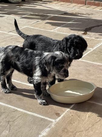 Image 22 of Miniature Labradoodle puppies