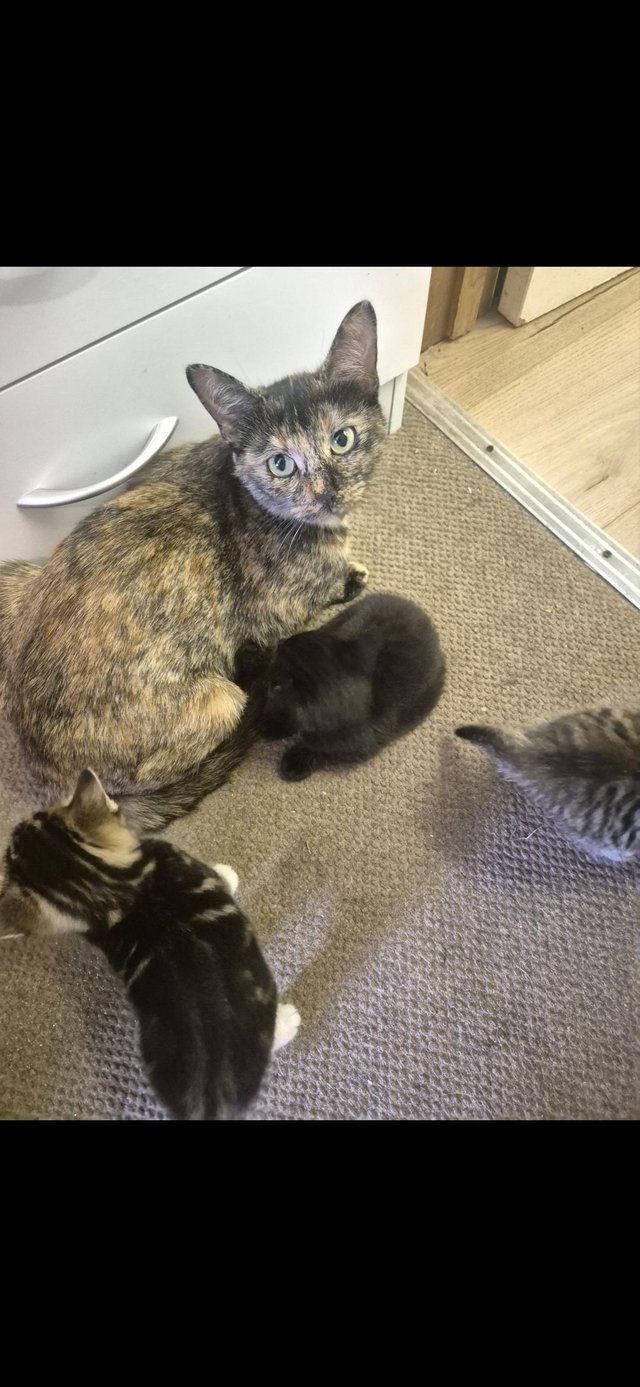 11 week old kittens for sale — photo 2 of 4