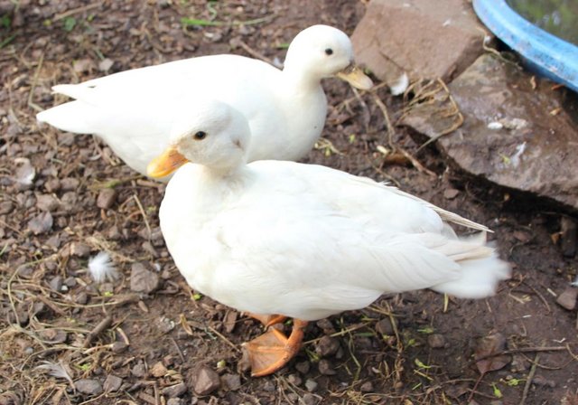 Image 3 of call duck,butterscotch/white hatching eggs