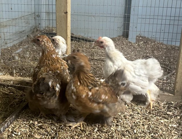 Preview of the first image of Millfleaur pekin pullets 8’weeks old.