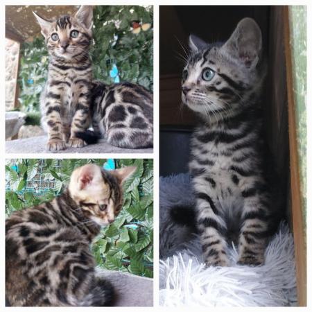 Image 2 of ONLY 2 LEFT TICA REG BENGAL KITTENS