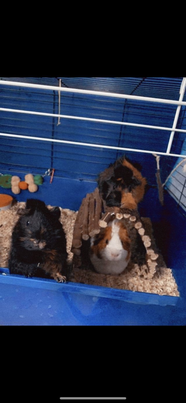 Preview of the first image of Guinea pigs looking for a new home.