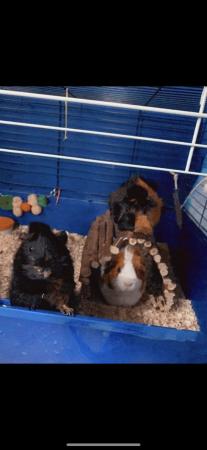 Image 1 of Guinea pigs looking for a new home
