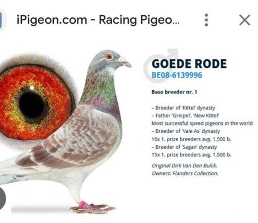 Image 1 of last round and readyn..Racing pigeons kits 2024 young birds