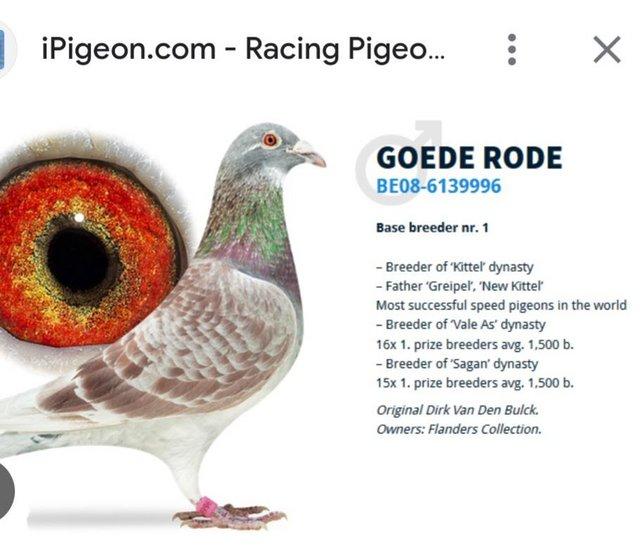 Preview of the first image of May last round...Racing pigeons kits 2024 young birds.