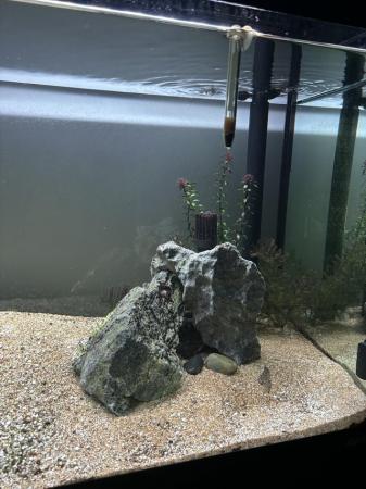 Image 4 of Fluval fish tank with everything in photos
