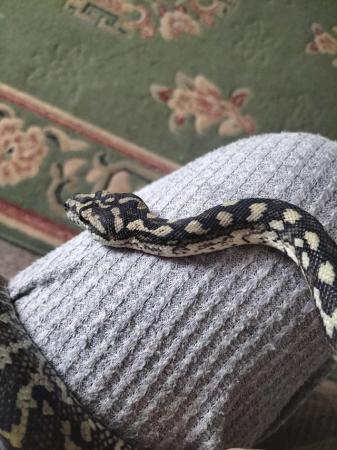 Image 2 of Carpet python female snake