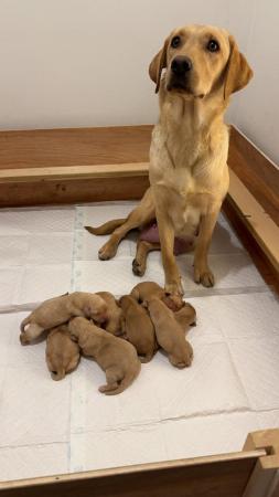 Image 5 of Golden and red fox Labrador puppies looking for their homes