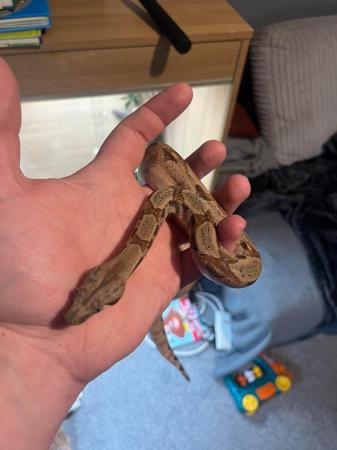 Image 5 of 6 month red tail boa 66% sharp snow