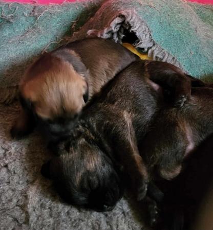 Image 1 of REDUCED KC registered Border Terrier Puppies