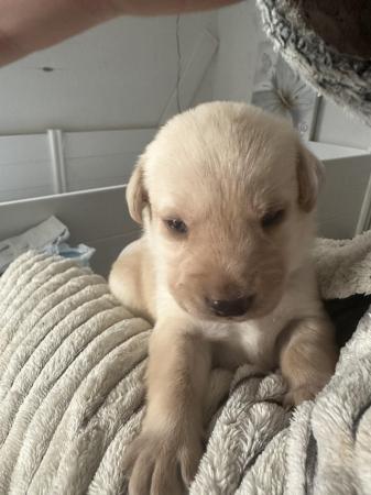 Image 8 of Beautiful Labrador pups for sale