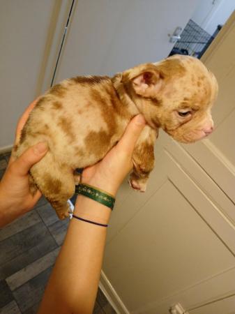 Image 15 of Pocket bulldogs forsale reduced