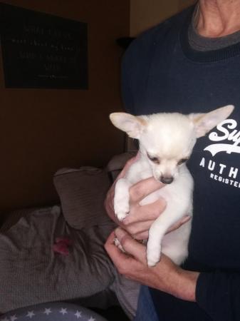 Image 6 of very small chihuahua pups for sale  only 1 boy n 1 girl left