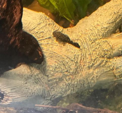 Image 3 of Baby Bristlenose common Plecos for Sale 1. 50 each