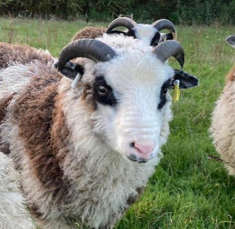 Image 4 of Shetland sheep mature rams for sale.