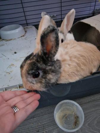 Image 4 of Female and male (neutered) rabbits 4 years old