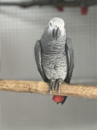 Image 2 of Supertame African grey parrot