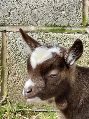 Image 19 of Registered Dwarf Dairy Goat Kids like Nigerian Dwarf