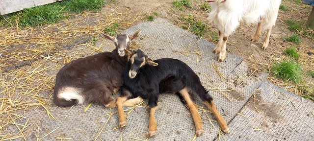 Image 1 of Female and wether goat kids for sale