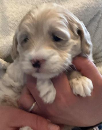 Image 22 of Stunning Cockapoo Puppy (F) READY for her forever home NOW!