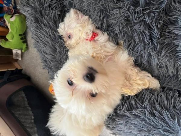 Image 6 of 3 Beautiful Maltese Puppies for sale