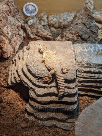Image 3 of UROMASTYX + FULL SETUP FOR SALE
