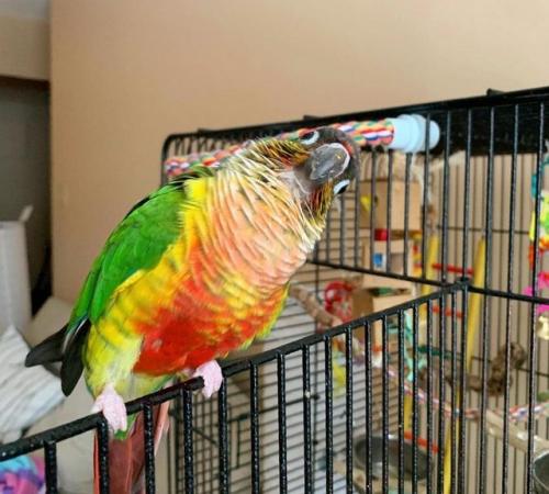 Image 2 of Baby tamed yellow sided conure talking parrot