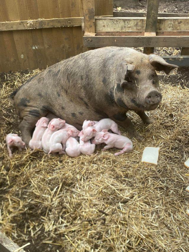 Preview of the first image of 9 weaners available all pink strong piglets.
