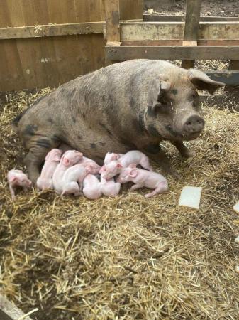 Image 1 of 9 weaners available all pink strong piglets