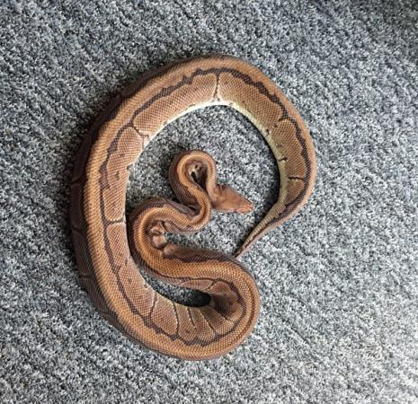 Image 4 of Adult female royal pythons