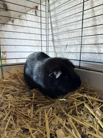 Image 5 of Female Guinea pig looking for forever home