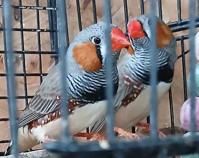 Zebra finches x3 Zebra finches 