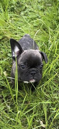 Image 3 of READY TO LEAVE FRENCH BULLDOG PUPPIES