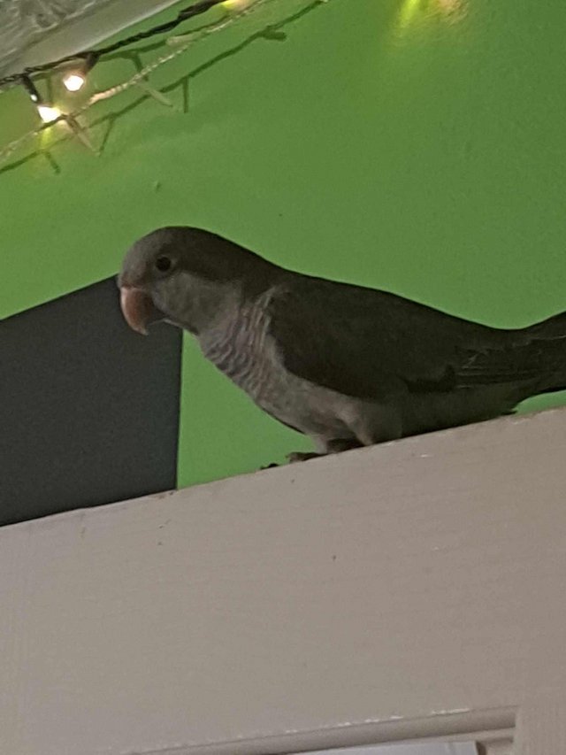 Preview of the first image of Quaker parrot for rehome.
