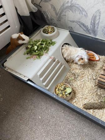 Image 1 of 2 female guinea pigs needing a forever home