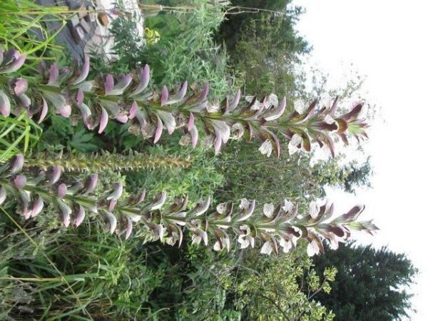 Image 1 of Acanthus Mollis (Bear's Breeches) 10 seed