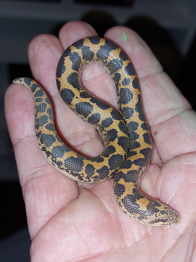 Preview of the first image of Variety of Cb23 kenyan sand boas.
