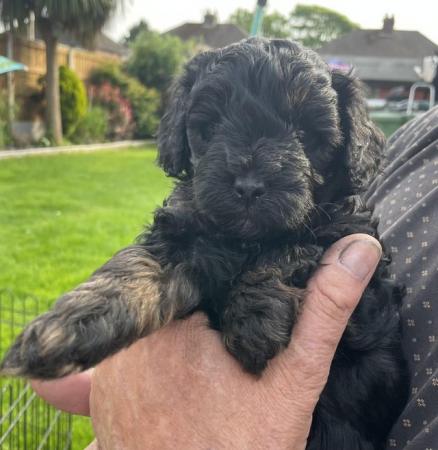 Image 8 of 1 cavapoo boy puppy looking for his forever home